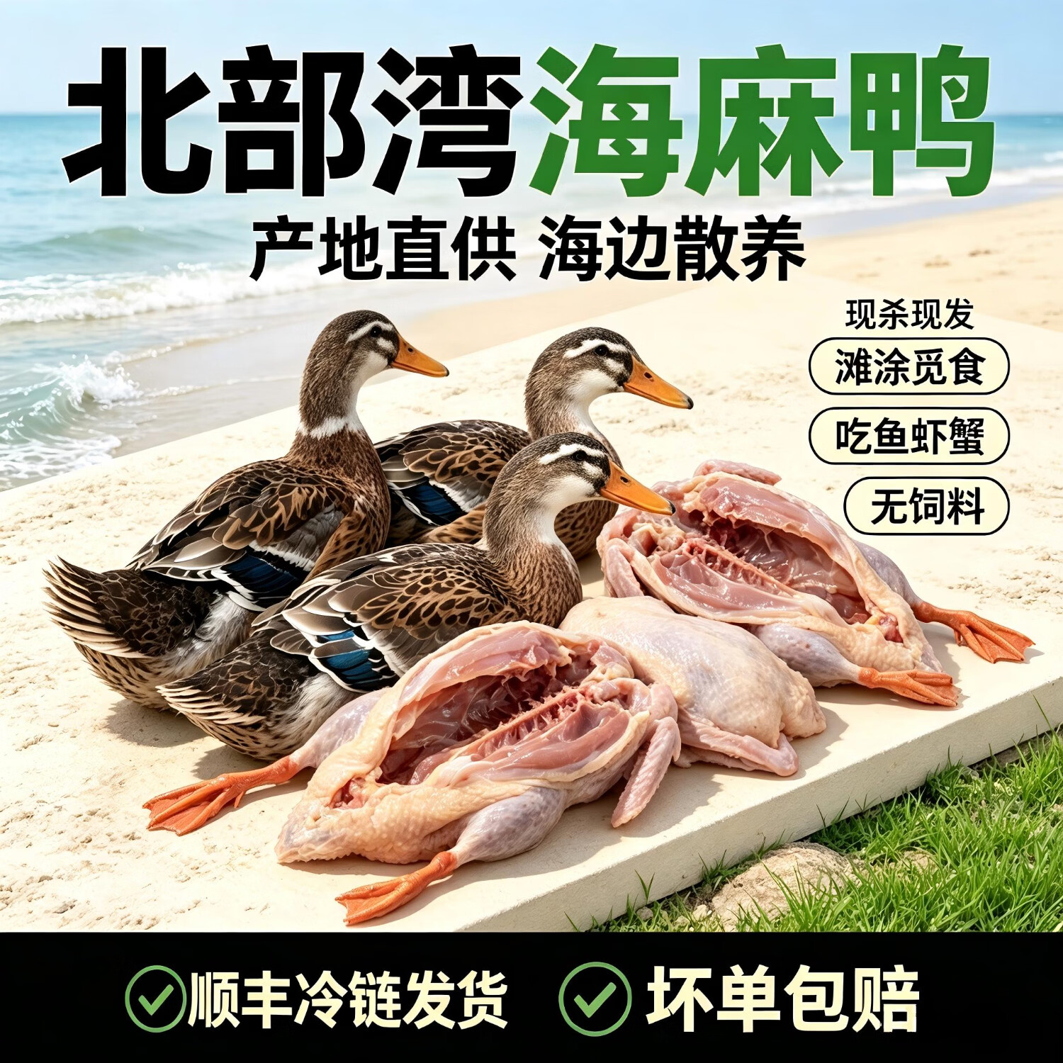 钦小鲜北部湾散养海麻鸭海边滩涂散养现杀现发青头海鸭净膛发货顺丰冷链 【海麻鸭】4-4.5斤/只 现杀现发