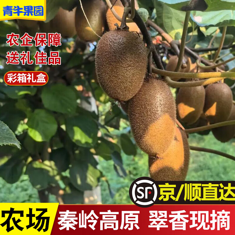 青牛果园陕西周至翠香猕猴桃 秦岭终南山下新鲜水果绿心猕猴桃整箱/礼盒装 5 斤装【净重 4.5-4.8 斤】