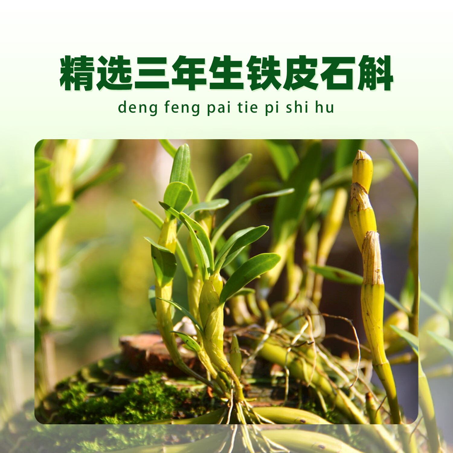 荟真元登峰牌铁皮石斛颗粒道地原材便携装甄选原材足质足冲泡养生饮品 单盒装3g*8包