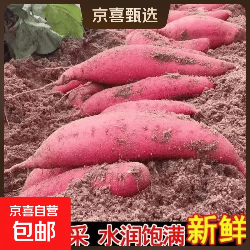 正宗超甜沙地蜜薯新鲜红薯红心糖心番薯黄心板栗红薯地瓜批发 带箱5斤装 中大果