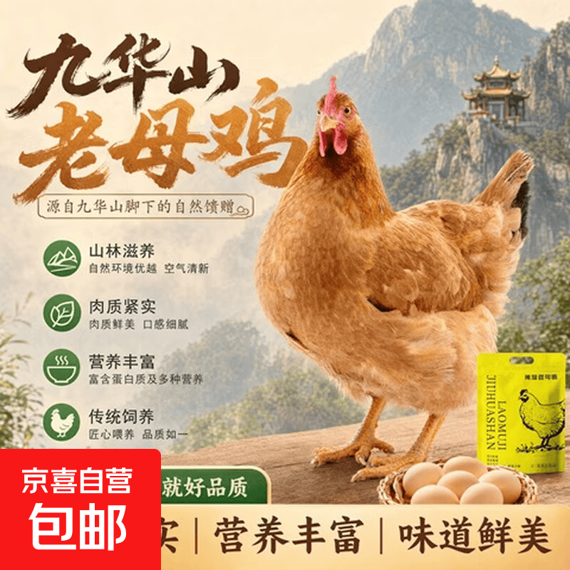 九华山散养老母鸡 单只净重2~2.3斤 慢养500天土鸡 鸡肉源头直发 一只老母鸡（单只2~2.3斤）