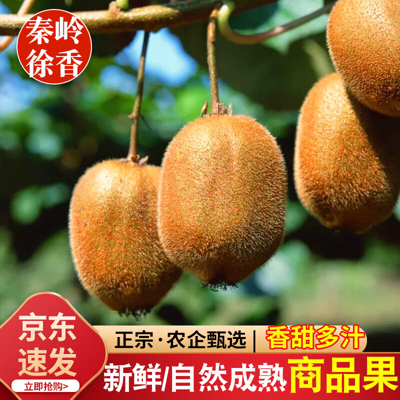 青牛果园陕西徐香猕猴桃 秦岭终南山下新鲜水果绿心奇异果香甜现摘现发 18 枚礼盒装【单果 110-130g】
