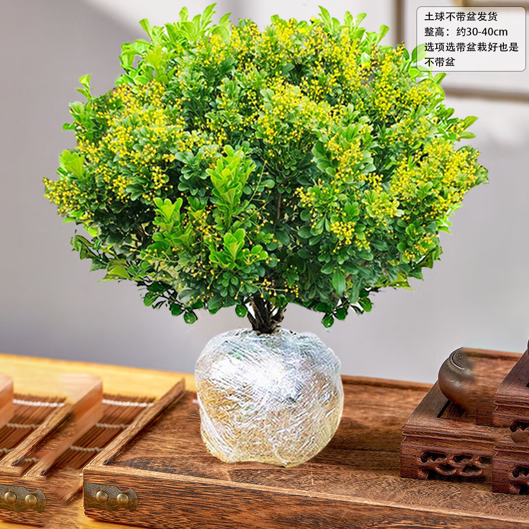 室内老桩带花苞四季开花好养植物树苗 (带花苞)五年香水米兰【土球