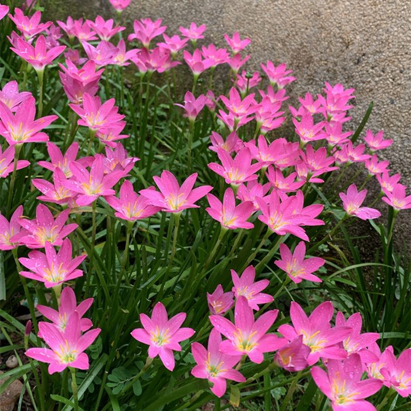 室外喜阴花卉阴生开花植物耐旱耐寒葱兰苗庭院绿化宿根地被矮生花