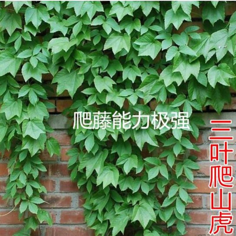 ��ɽ����������ֲ����Ԯ��ǽֲ�����������ٱ�ֲ��ͥԺΧǽ���ͻ��� ��ɽ���� ��Ҷ��ɽ��16����ֱ��3���״������ٶȿ� 107Ԫ