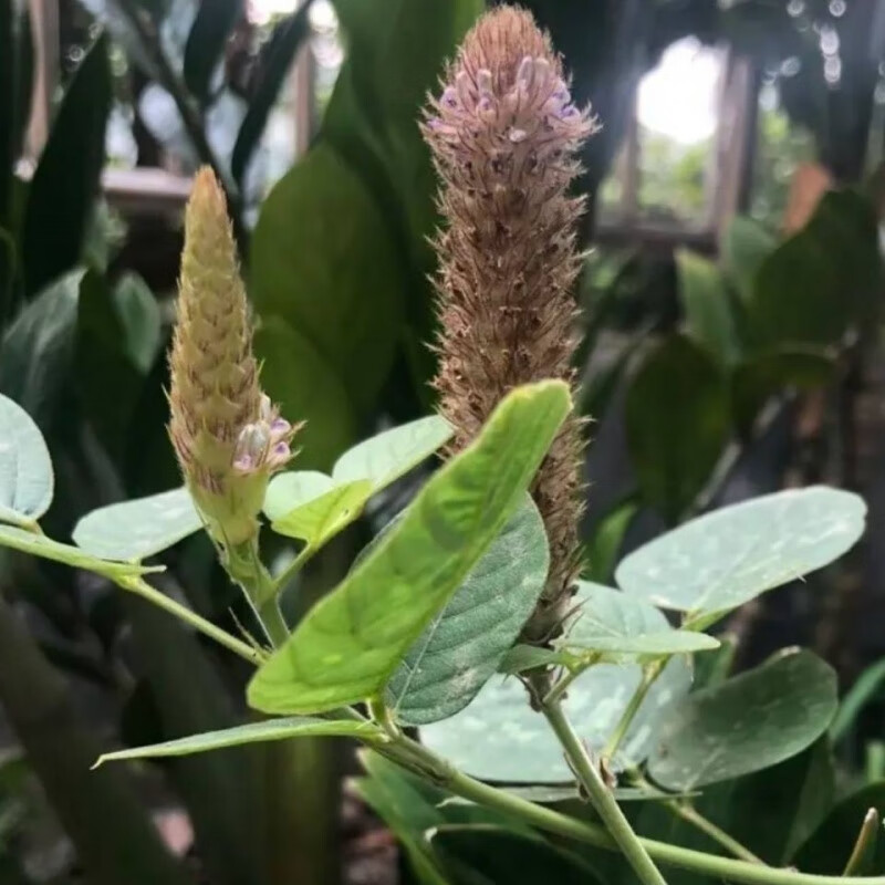 【】狸尾草干货切段煮茶煲汤野生采摘晒干货羊咩香 50克