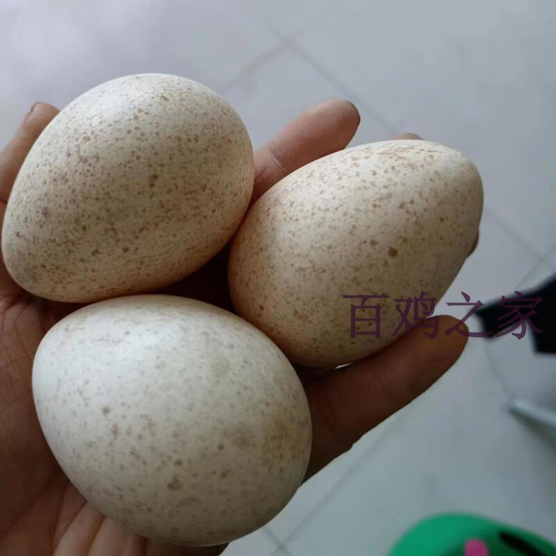纯种青铜火鸡贝蒂娜火鸡种蛋受精种蛋大型火鸡可孵化 10枚