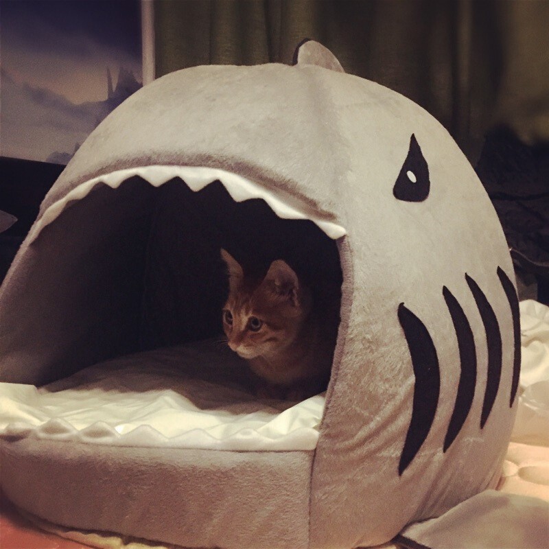 minksheen鲨鱼猫窝