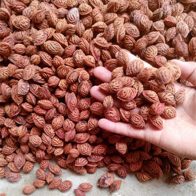 元冬毛桃种子野毛桃树毛桃核种籽山桃山杏山樱桃嫁接红梅绿梅桃树砧木