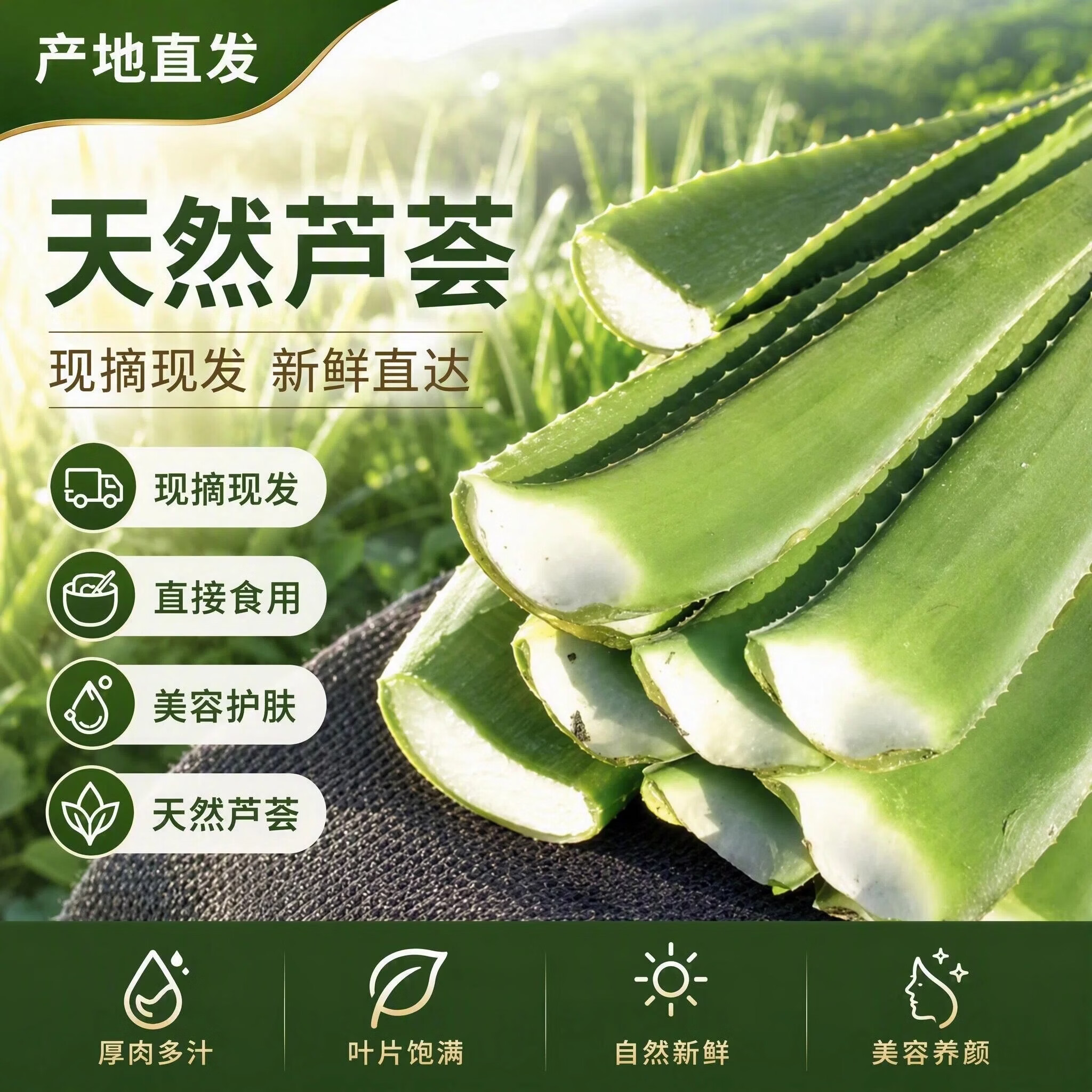 半边河【新鲜现摘现发】可食用芦荟叶片鲜嫩可吃新鲜饱满美容养颜 【主推9斤】400克以上量大