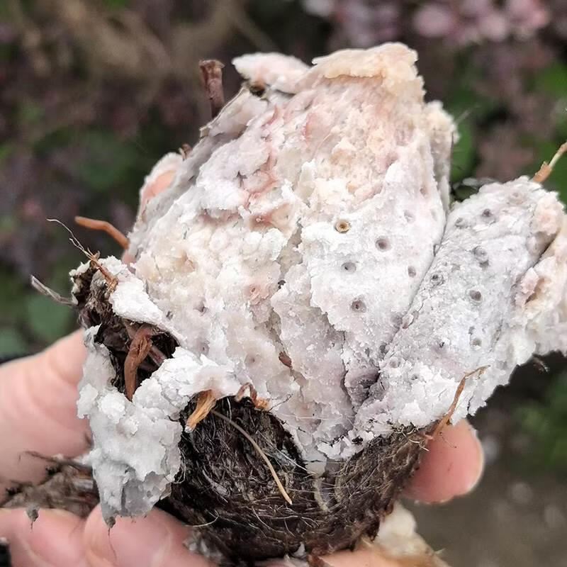 广西荔浦芋头仔小芋头芋艿槟榔芋仔产地直发 单果60-250克 帯箱8.87-9.32斤
