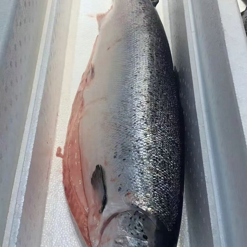 【顺丰冷链】正宗新疆三文鱼新鲜整条开片刺身即食日料天山虹鳟鱼 10斤 整条去内脏-送芥末酱料