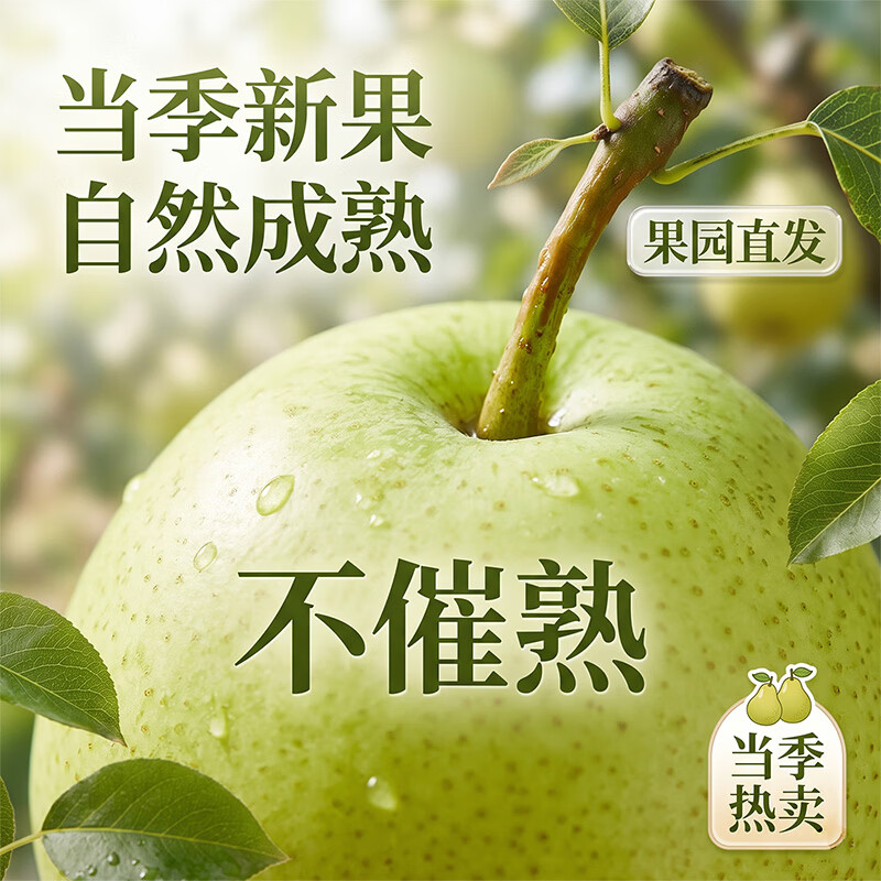 雪芬宁陵金顶谢花酥梨 当季现摘产地直发 脆甜多汁酥脆无渣 坏果包赔 酥梨净重4.5斤【单果250g+】