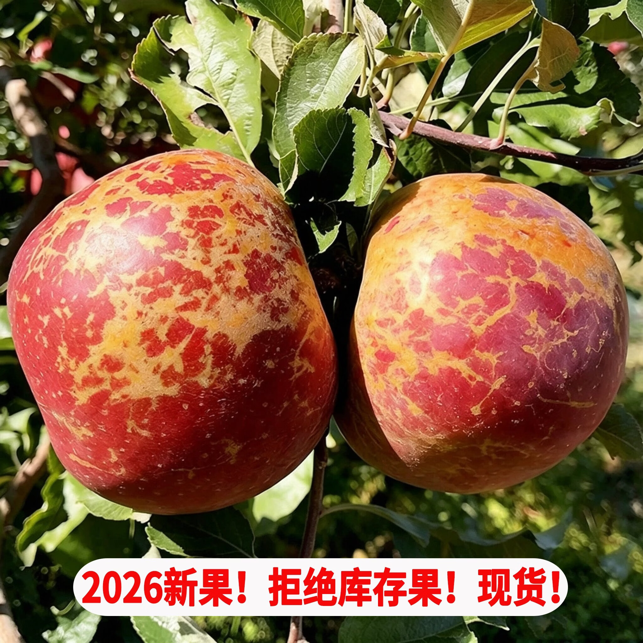 正宗云南昭通冰糖心苹果【多地隔日达】脆甜多汁源头直发送礼首选 5斤【精挑果-70mm起】净重4.5斤