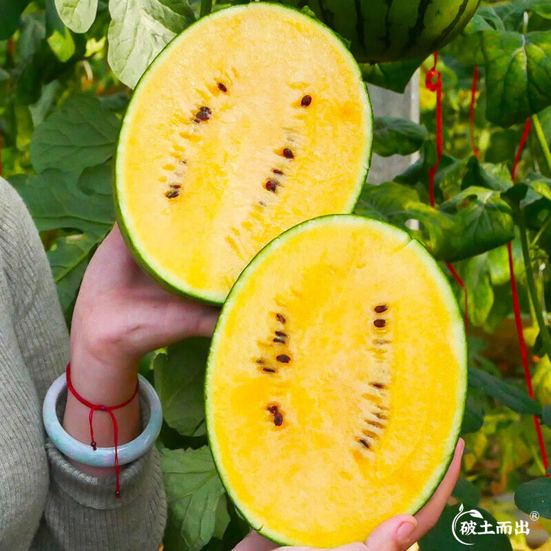 安生甜早黄玉西瓜种子100粒/袋