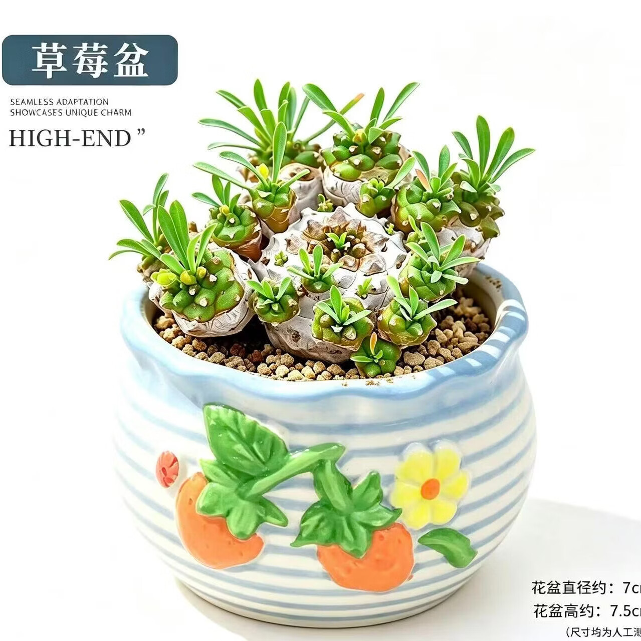 峨眉山群生多头铁甲麒麟多肉新手好养带陶瓷盆栽好发货 峨眉山【6-8头】=塑料盆栽好