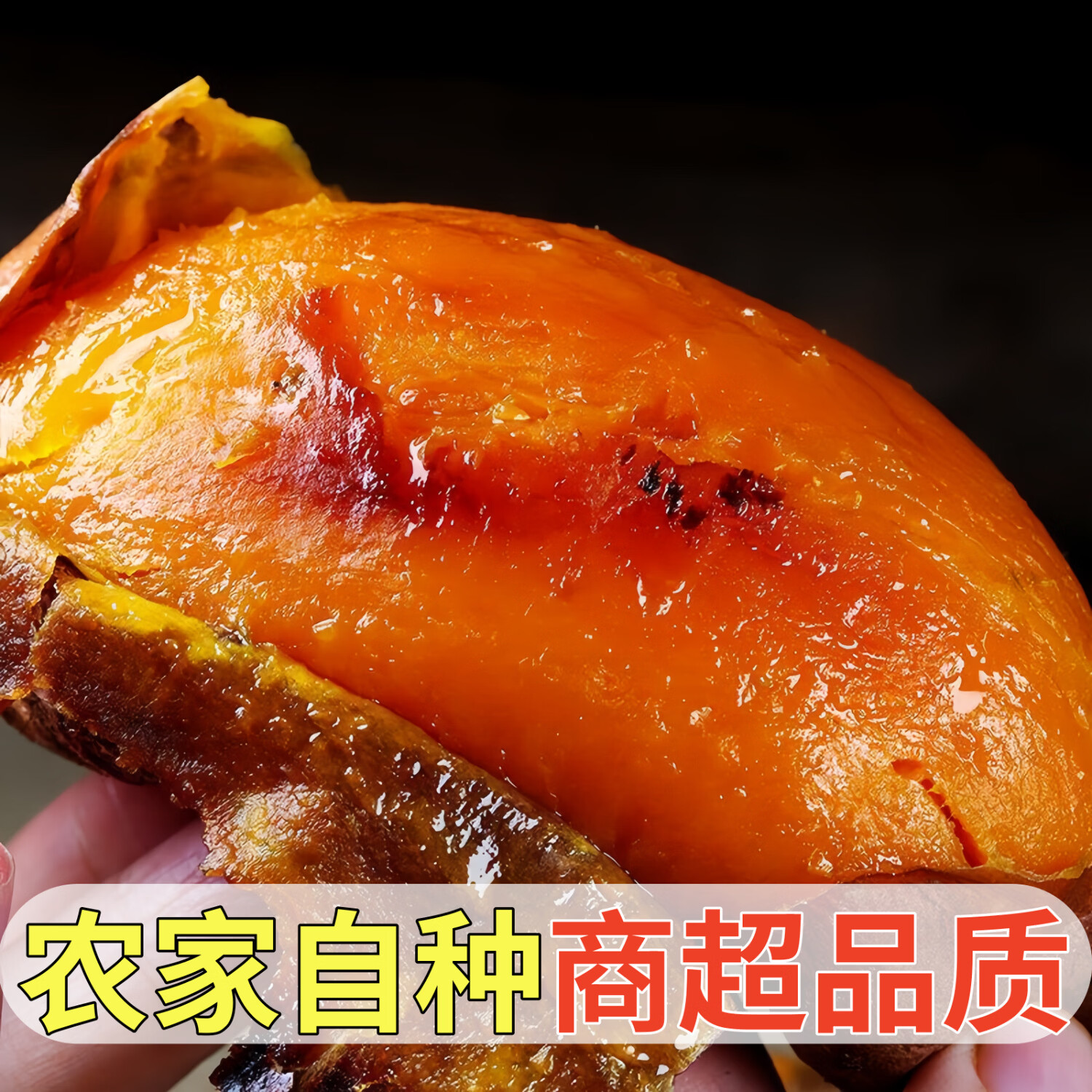 黄六爷正在山东烟薯25号新鲜现挖农家自种糖心流油无丝烤番薯地瓜产地发 精选大果 250g+ 5斤(美味乐享)
