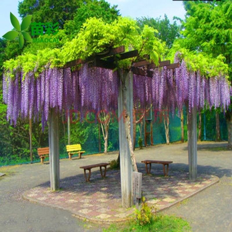 苗彩园艺 紫藤花树苗盆栽紫藤苗紫藤萝花树苗丰花紫藤日本多花紫藤