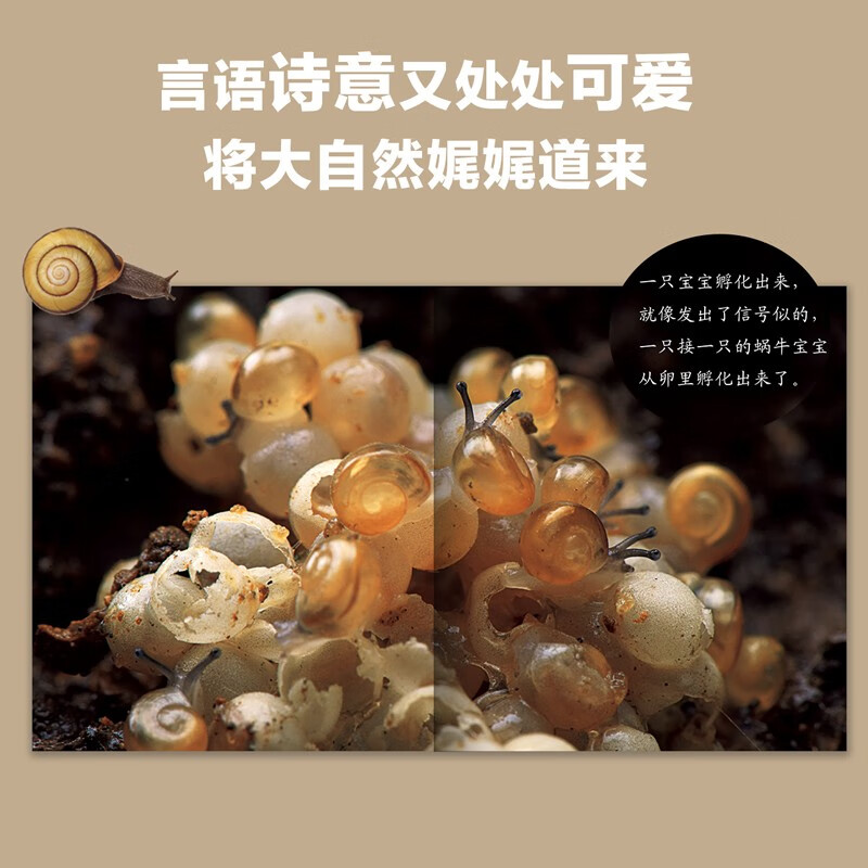 生命的故事（共30册）1-3辑（3-6岁儿童科普绘本昆虫动物百科全书用实拍大图记录生命的成长过程果壳、无穷小亮推荐）新老版本随机发货(中国环境标志绿色印刷)详情图
