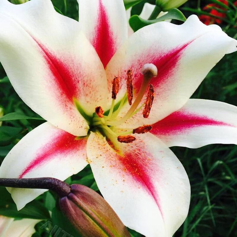 左家花园多个OT百合种球进口喇叭百合花球种子四季易种盆栽地栽多年生球根 仙女20-22cm3球