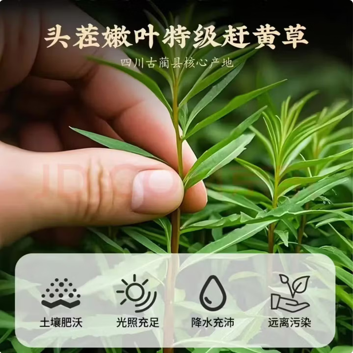 同仁堂正宗四川古蔺赶黄草护肝茶叶完整自然晾晒人工筛选高山古蔺赶黄草 正宗四川古蔺赶黄草 160g*4罐 (含罐装) 古蔺赶黄草