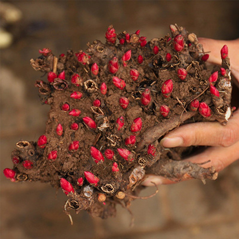 重瓣芍药花苗根块带芽大花种根花根庭院四季鲜花盆栽植物绿植花卉