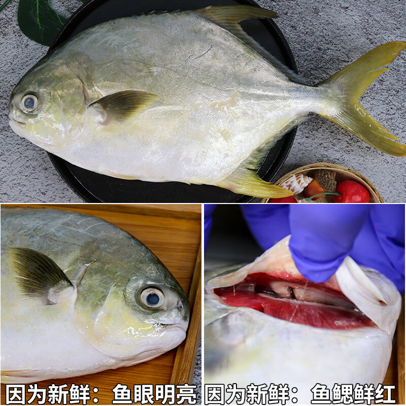 免处理金鲳鱼新鲜冷冻特大金昌鱼海鲳鱼深海鱼平鱼海鱼鲳鱼镜鱼整 500-600g/条(3条装)