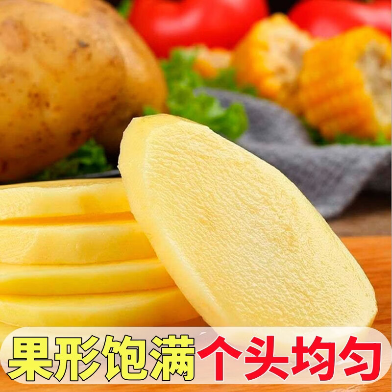 黄六爷正宗甘肃定西黄心土豆新鲜现挖高原马铃薯沙地麻皮洋芋产地直发 精选中果5斤（美味乐享） 单果200-300g