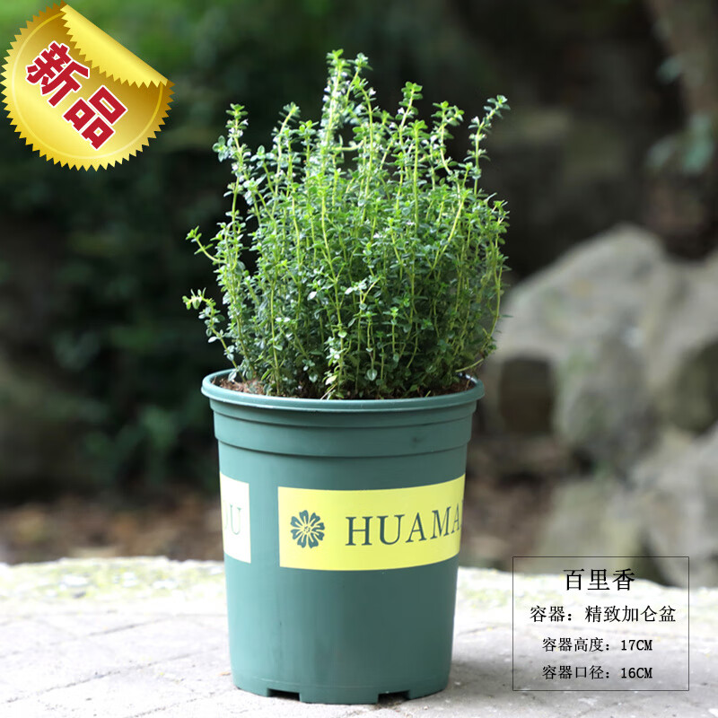 约巢 百里香盆栽苗可食用柠檬香草植物新鲜厨房西餐香料法国小叶百里