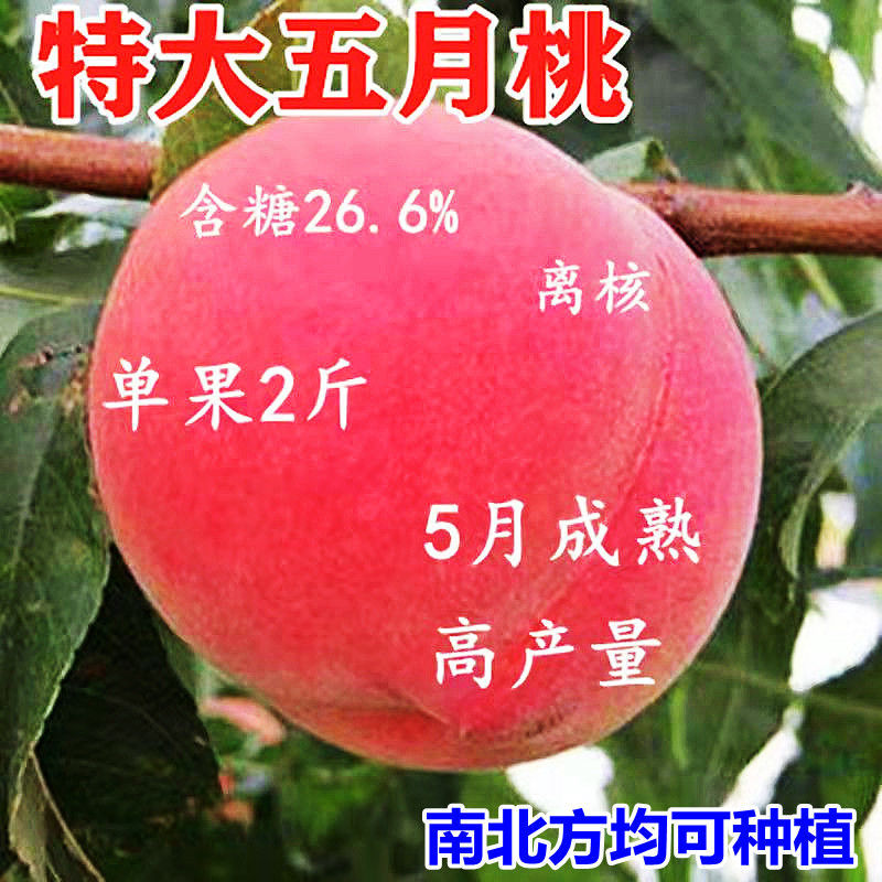 嫁接桃树苗特大五月早桃新品种大红桃树苗盆栽地栽桃子苗当年结果 8年