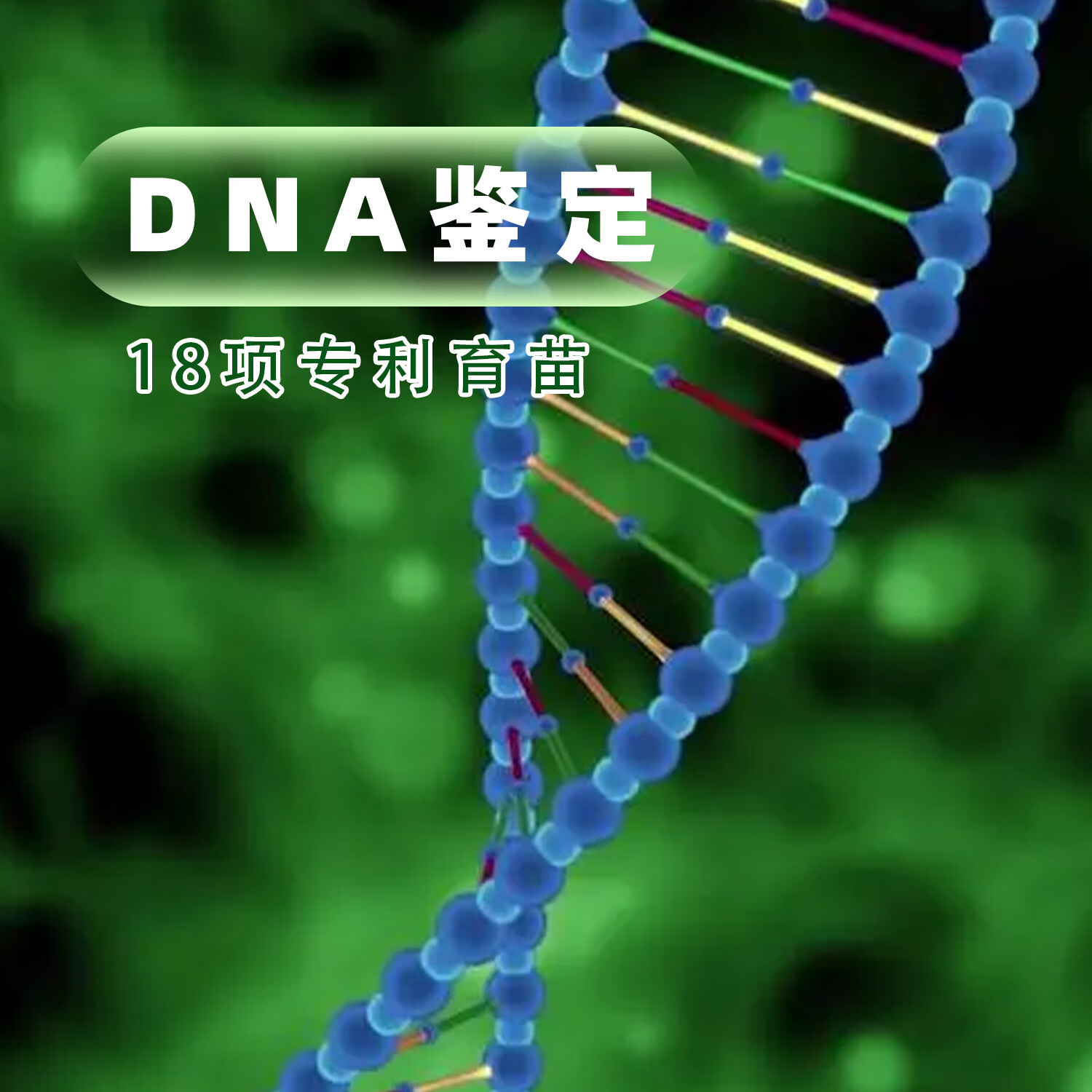 荟真元登峰牌铁皮石斛颗粒道地原材便携装甄选原材足质足冲泡养生饮品 单盒装3g*8包