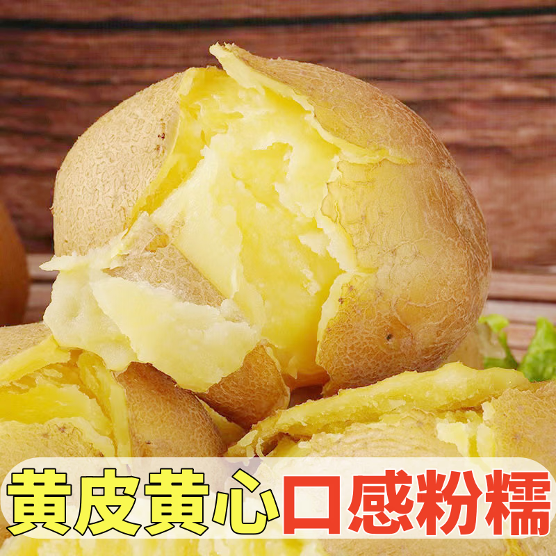 黄六爷正宗甘肃定西黄心土豆新鲜现挖高原马铃薯沙地麻皮洋芋产地直发 精选中果5斤（美味乐享） 单果200-300g