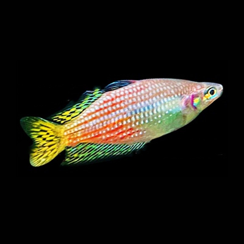 刚果美人鱼水族宠物观赏鱼可混养彩色群游鱼小型可混养热带鱼活体水