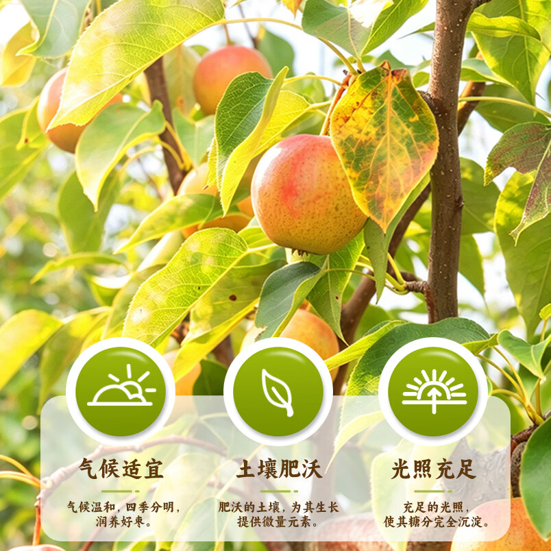 鞍山南果梨礼盒南国梨香水梨阳面果东北特产新鲜水果产地直发 家庭装 黄南果净果4.5斤（40枚小果）