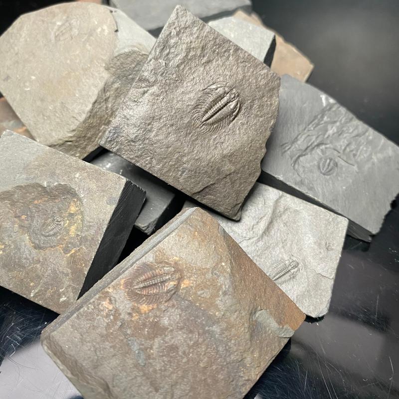 树叶化石天然三叶虫化石 张氏虫 教学标本 儿童礼物 教学科普收藏