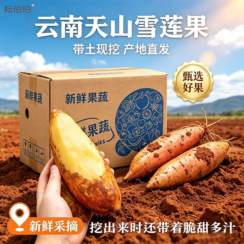 耘伯伯【彩箱】2026年云南天山雪莲果新鲜现挖 雪莲果脆甜多汁当季水果 新货正宗云南天山雪莲果【彩箱】 品牌直发·商超品质【带箱9斤精选特大果】