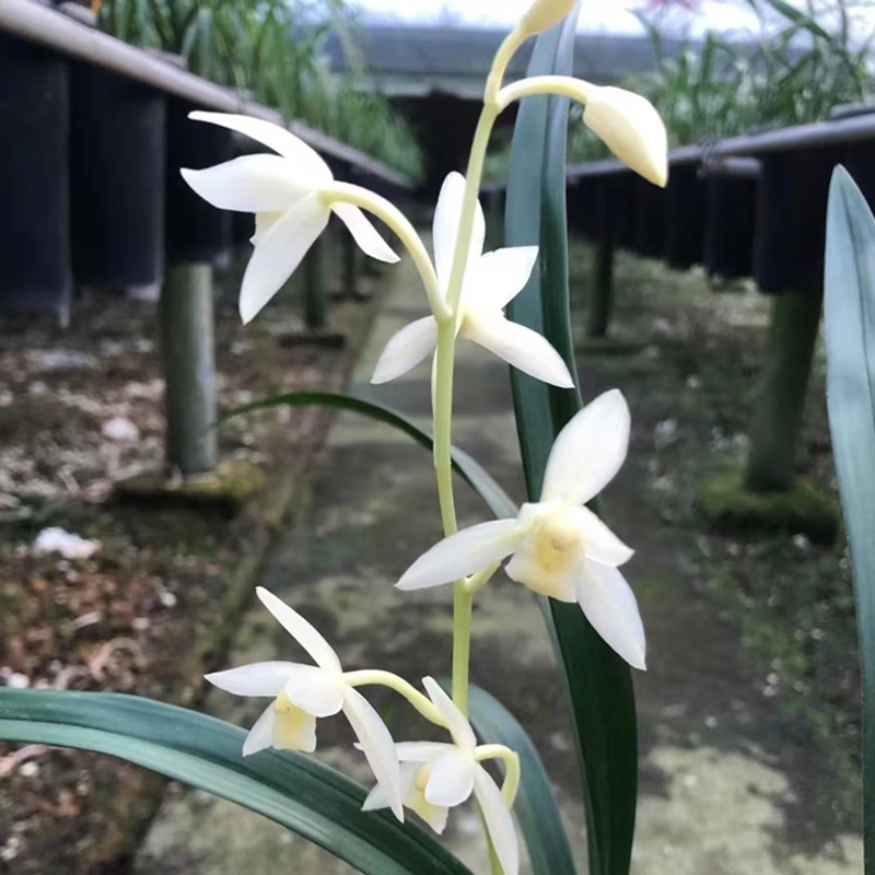 建兰皓雪兰花嫩黄绿白素花名贵铭品绿植温度越低光照越足花越白 皓雪2