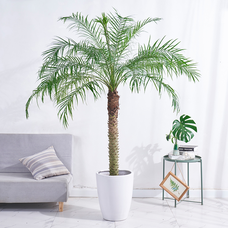 针葵盆栽棕榈尖叶植物泰国椰子树室内办公走廊绿植网红热带 高240-260