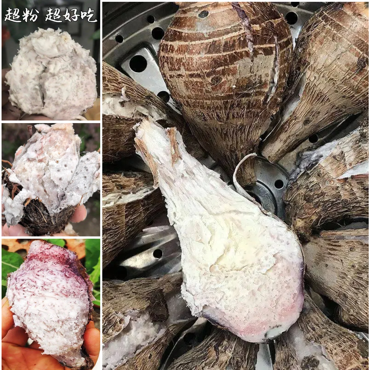广西荔浦芋头仔小芋头芋艿槟榔芋仔产地直发 单果60-250克 帯箱8.87-9.32斤