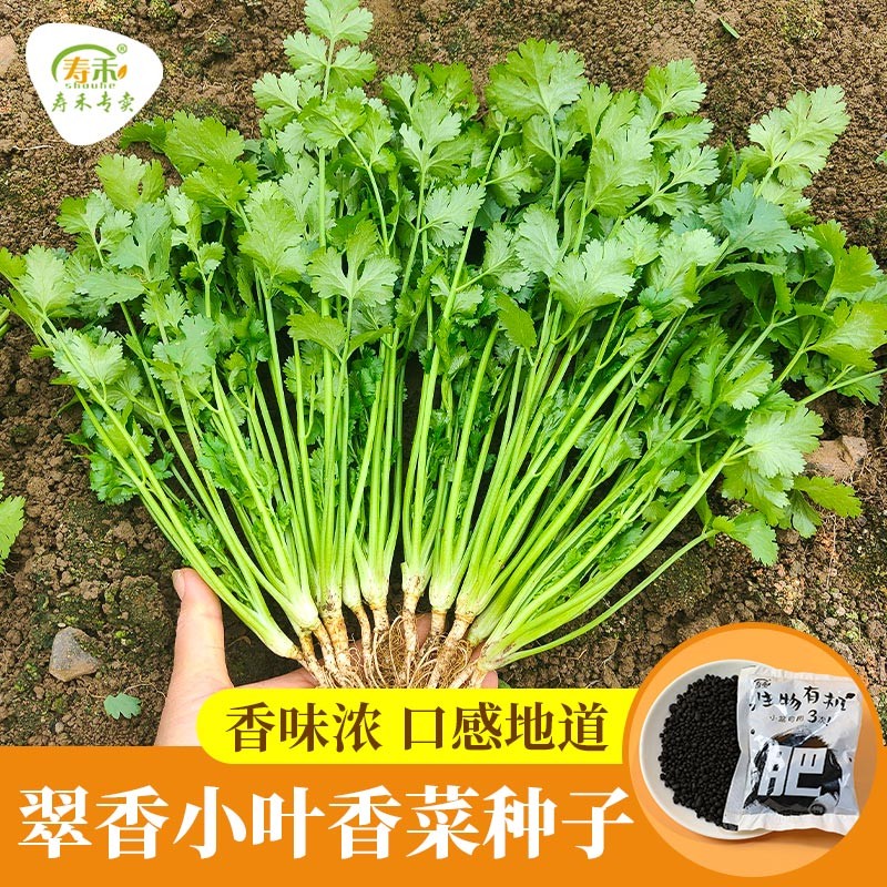 寿禾种业 当季菜籽蔬菜种子大全夏秋季播种四季菜籽 翠香小叶香菜种子