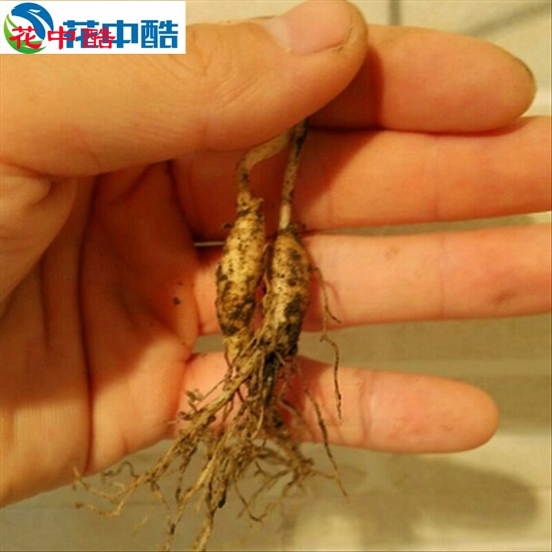 西洋参苗 1年苗价格