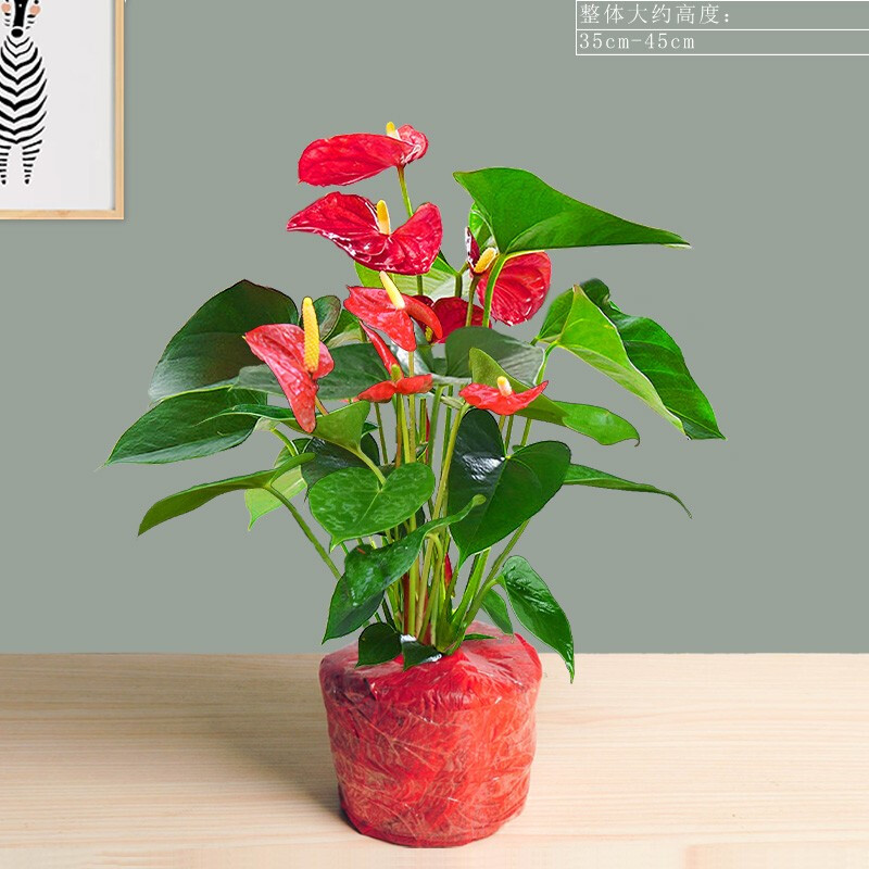 醉花春 红掌花卉绿植盆栽盆景 办公室内客厅阳台书房好养植物盆栽