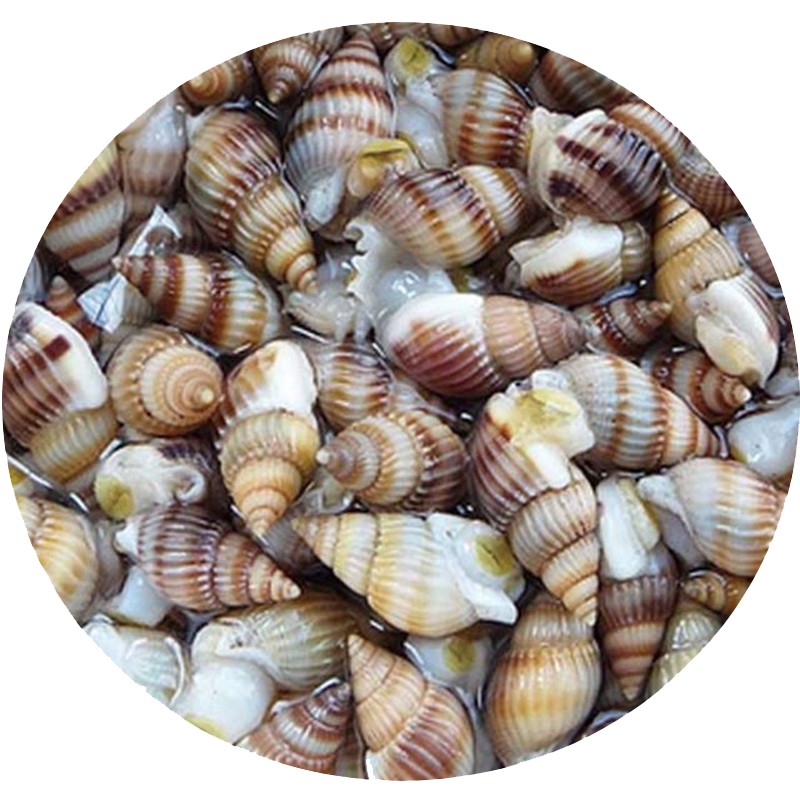 海螺瓜子 鲜活发货 新鲜海螺丝 吐沙干净 肉质饱满 顺丰空运 1kg