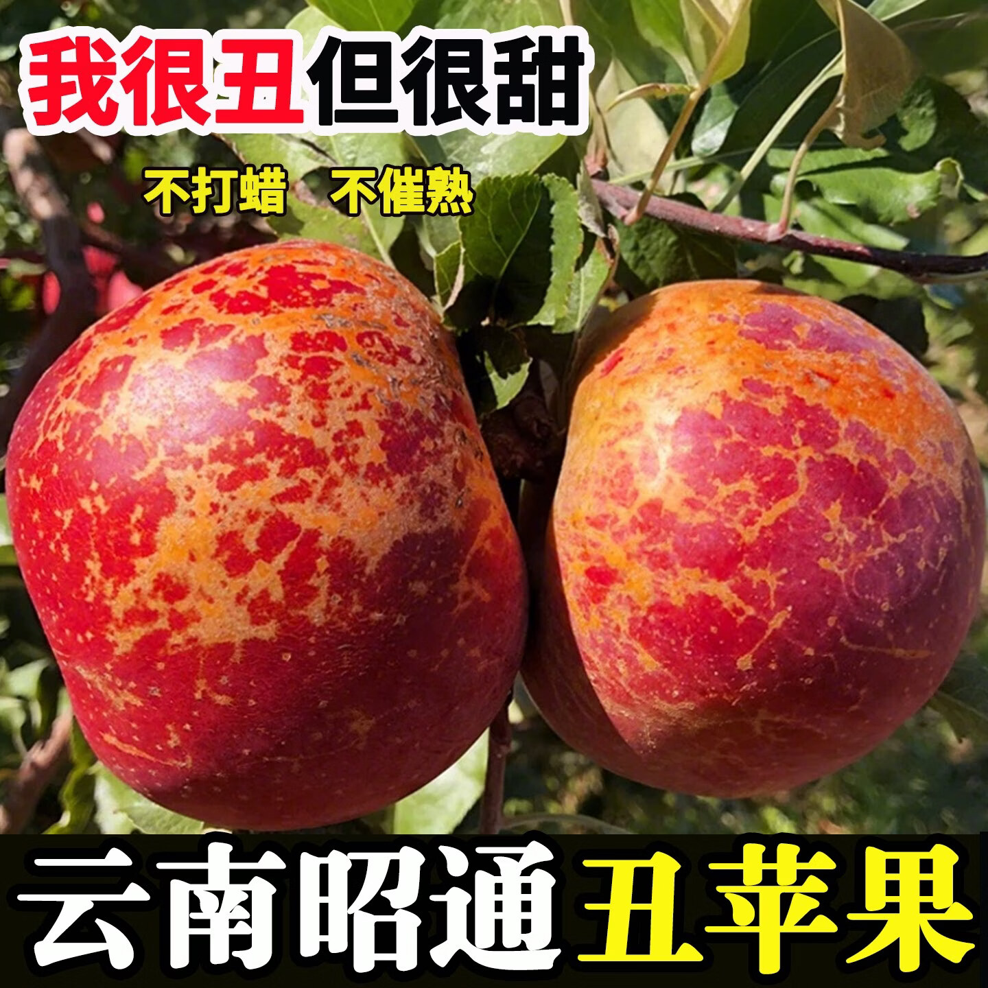 正宗云南昭通冰糖心苹果【多地隔日达】脆甜多汁源头直发送礼首选 5斤【精挑果-70mm起】净重4.5斤 京东折扣/优惠券