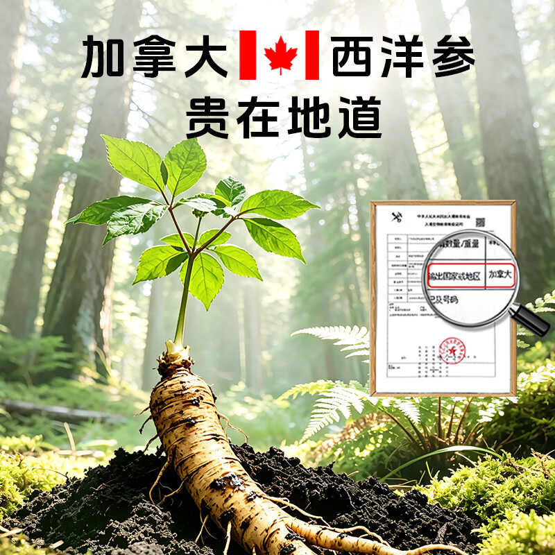 仲景元气西洋参浓缩液皂苷100mg 红参人参花旗参茶滋补【礼盒】 【感受好状态】 10g*10袋
