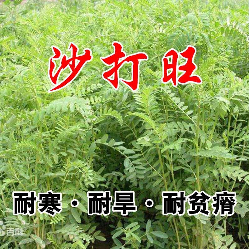 yun)进口牧草种子四季多年生黑麦草鱼草四季可种喂养鸡鸭鹅猪牛羊种籽