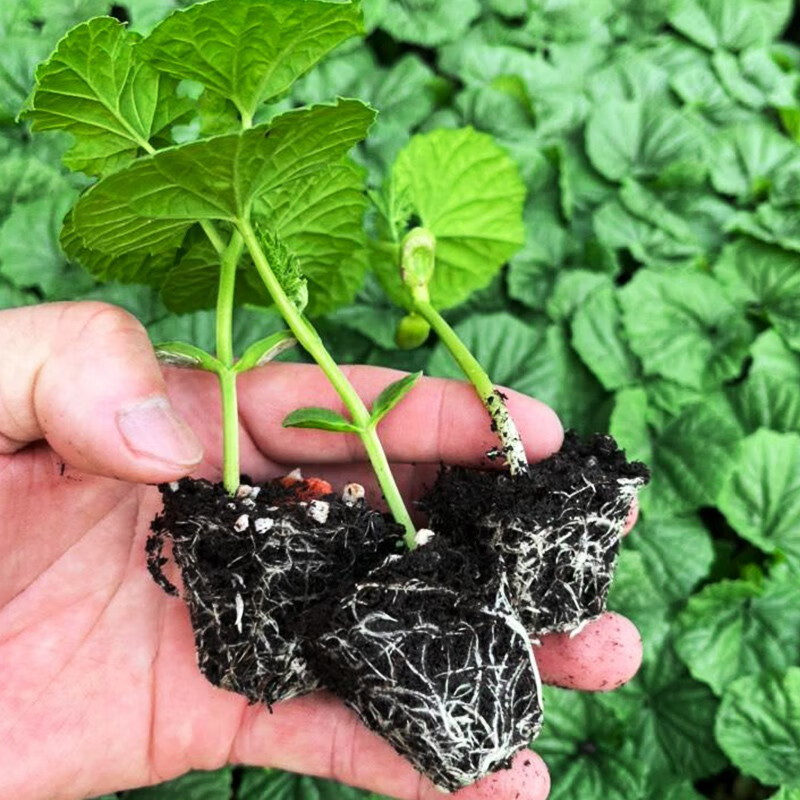 北蔬 长苦瓜种子早熟秧苗 春天蔬菜种子 【专业包装】苦瓜苗 5棵