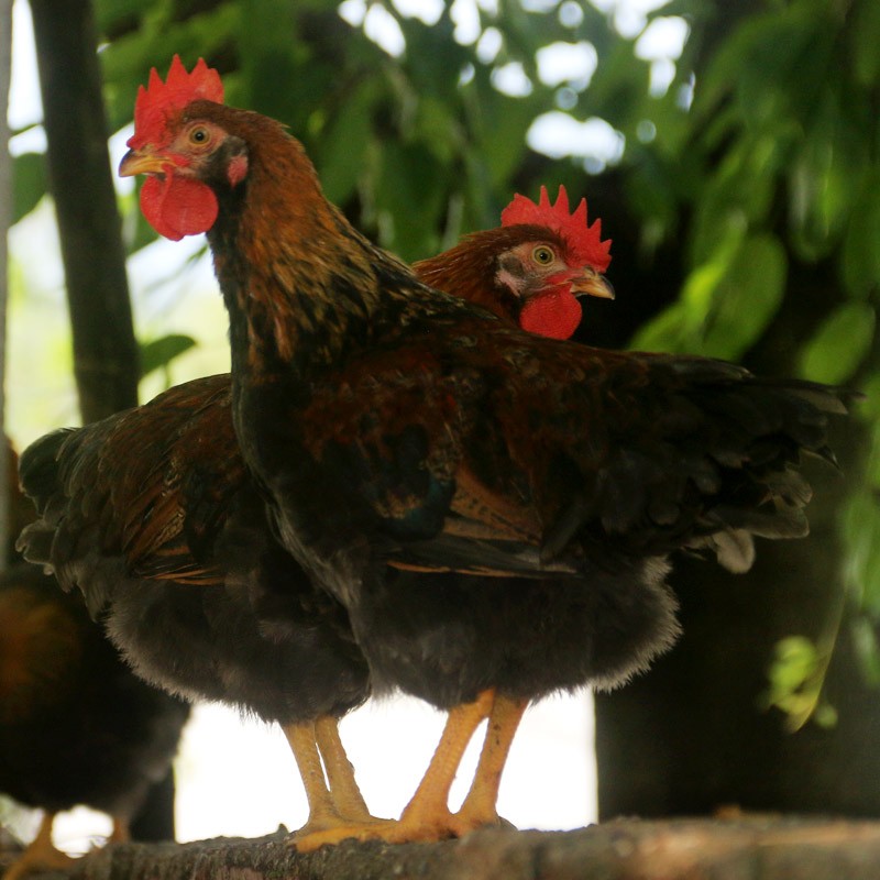 天农清远鸡小公鸡1.2斤-1.6斤整只冷冻生鲜鸡肉农家散养 清蒸烤鸡食材 清远小公鸡800g*2只