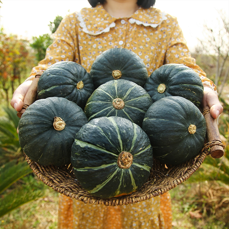 黄六爷正宗甘肃贝贝南瓜当季新鲜惠和一号板栗味蔬菜宝宝辅食粉甜产地发 3-9个 4.5斤 精选好果