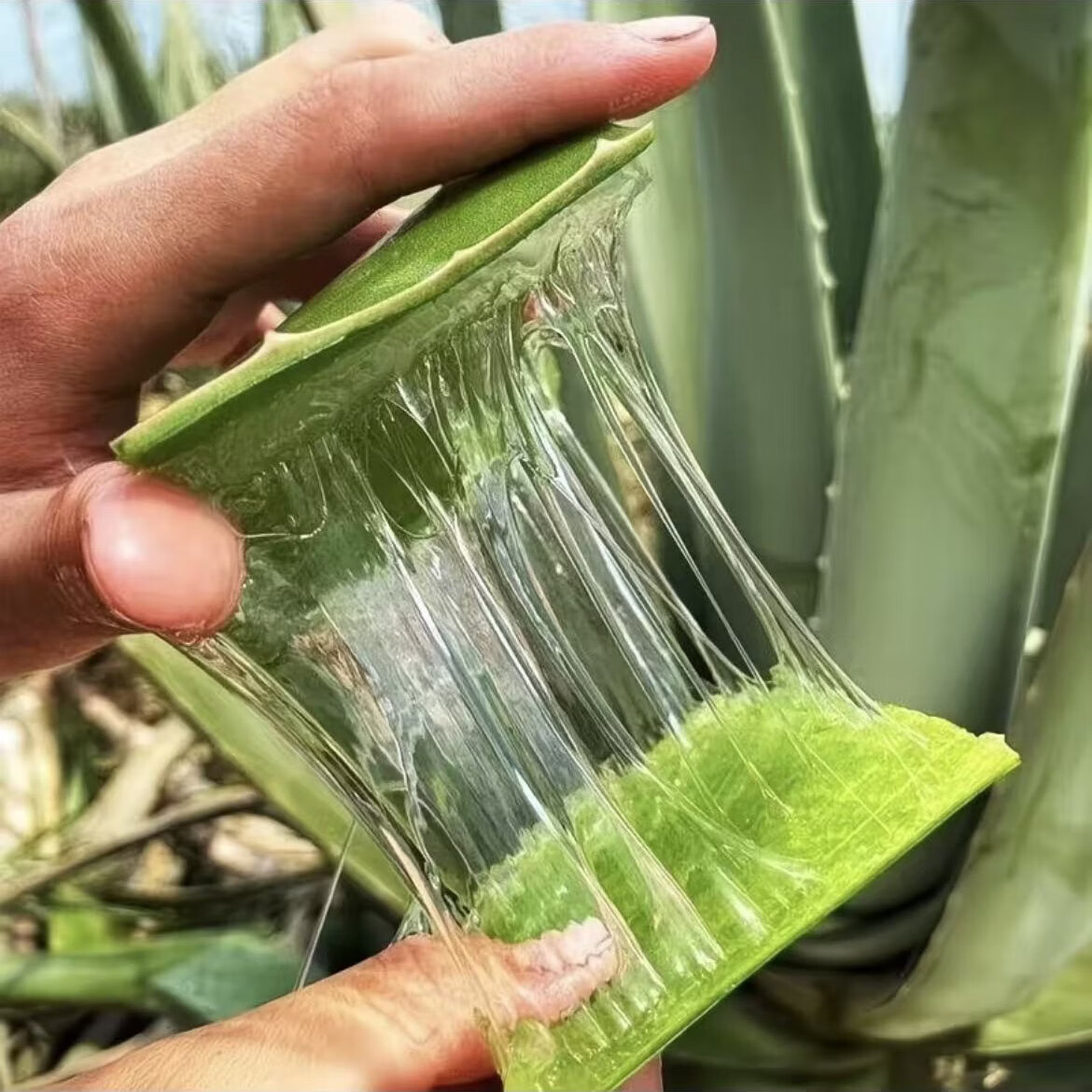 半边河【新鲜现摘现发】可食用芦荟叶片鲜嫩可吃新鲜饱满美容养颜 【主推9斤】400克以上量大
